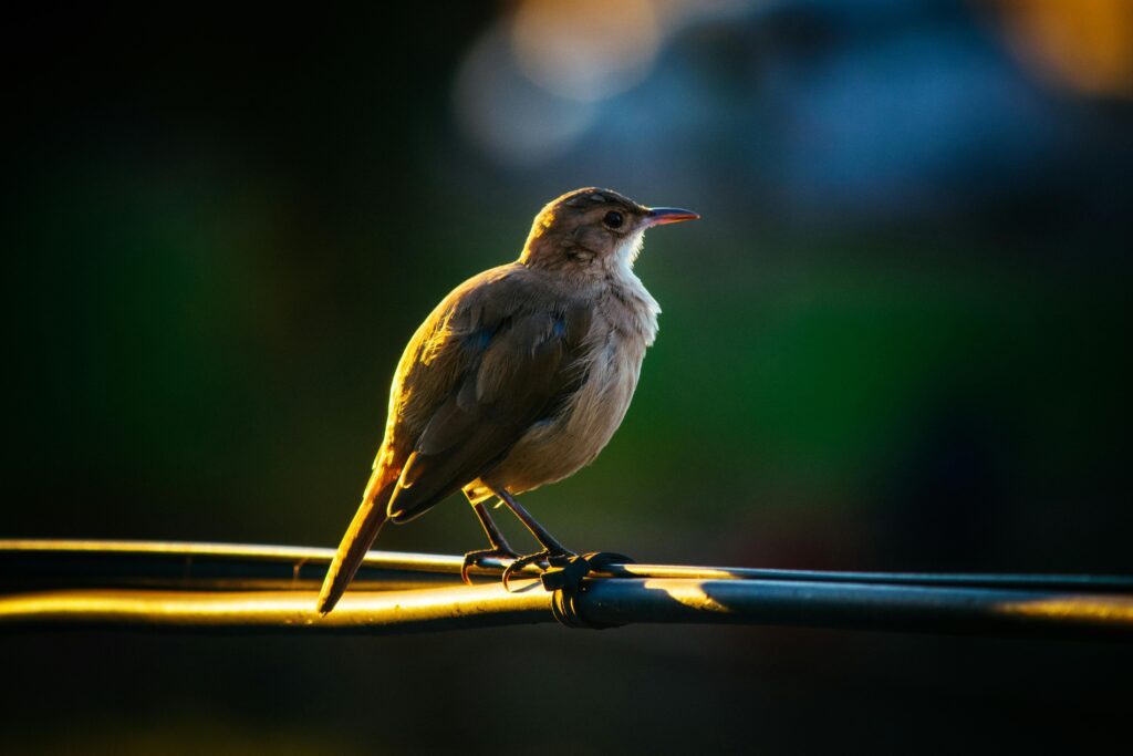 A beautiful songbird perched on a wire at sunset in Jardín America, Argentina, showcasing vibrant wildlife.