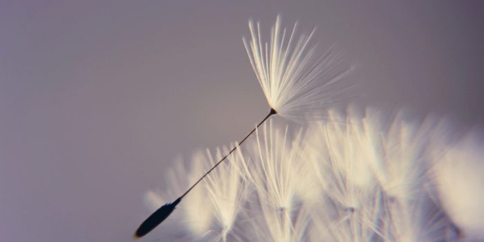 dandelion, wishes, date of birth