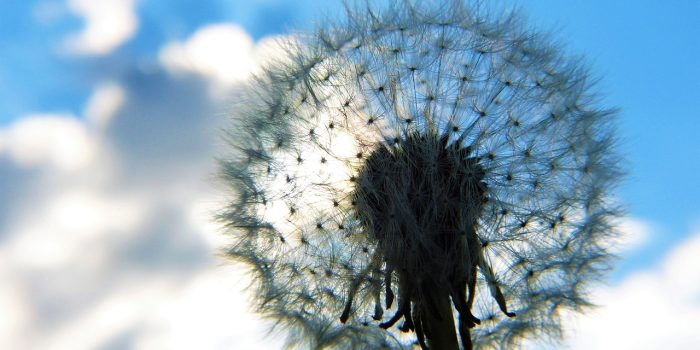dandelion, umbrella, heaven