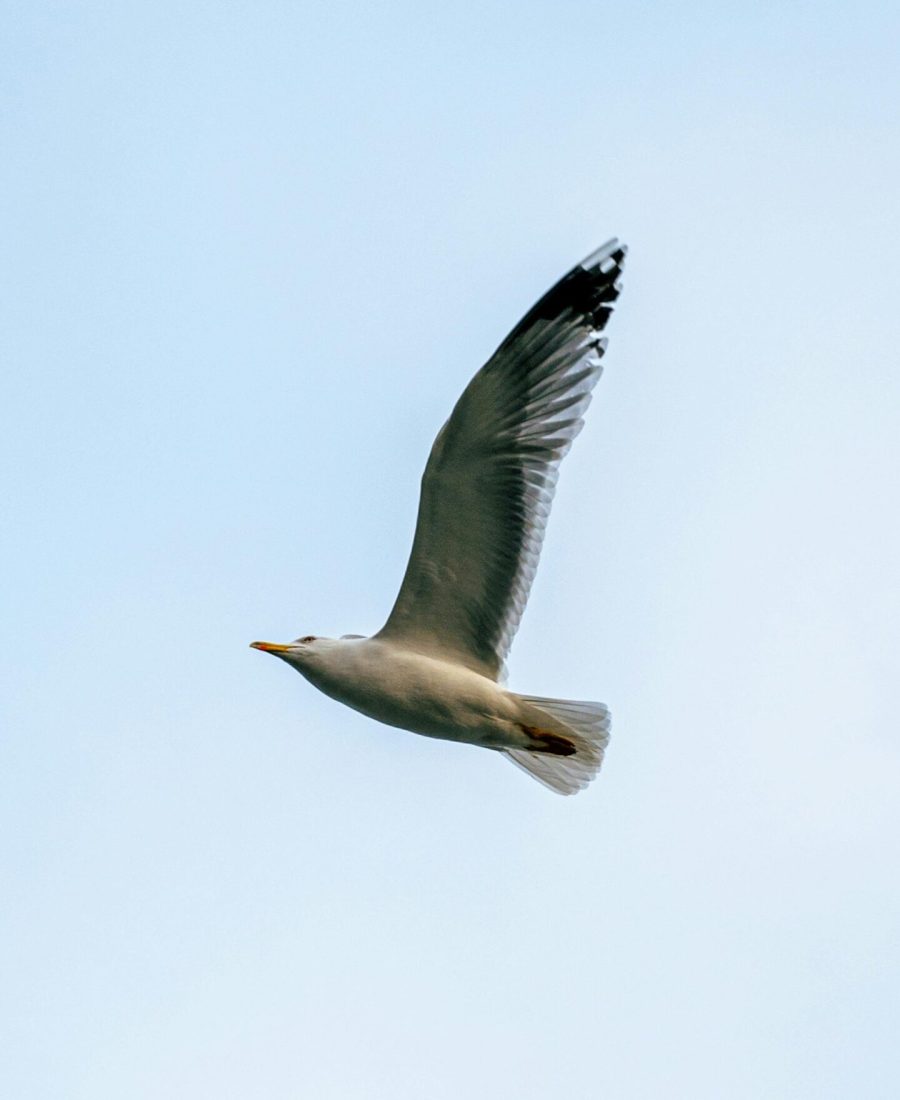 Seagull in Blue Sky